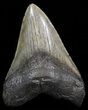 Bargain Megalodon Tooth - South Carolina #41811-1
